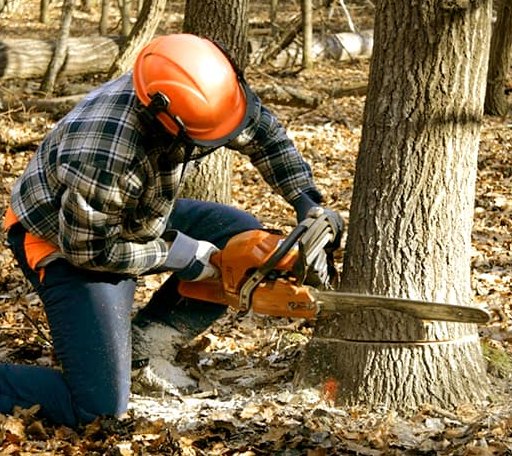 Tree Removal in Bolton, CT
